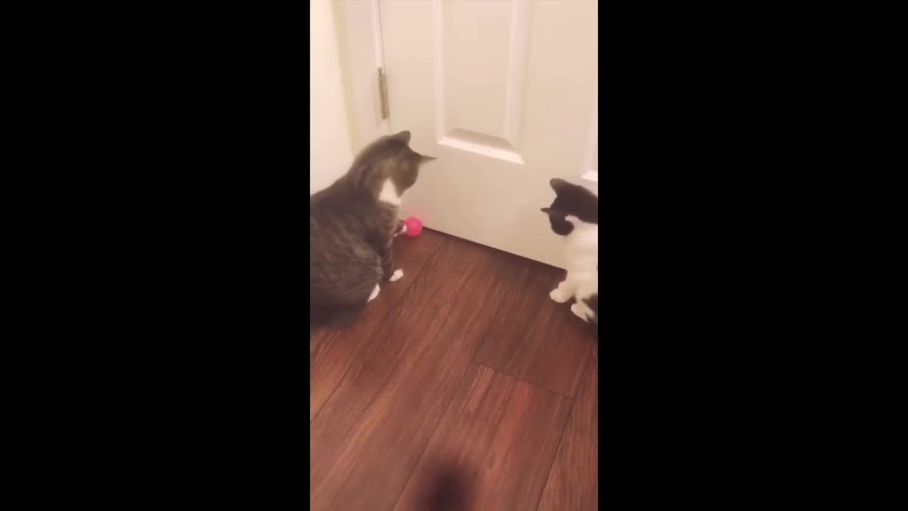 Funny Cats Play Ball with Each Other #shorts