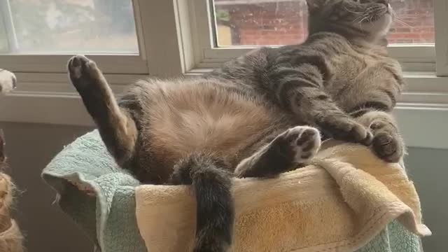 Cane Corso X and Kitten Boxing Match