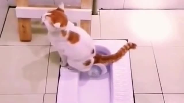 Best Cat Funny Videos | Cat Go to Toilet