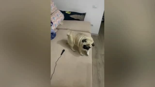 Doggy got Prank while sleeping