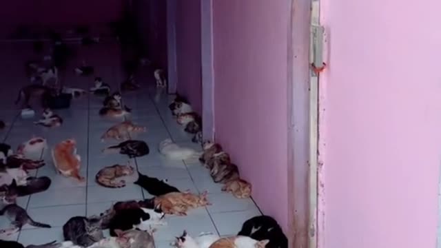 Do you know how many cats there are ?