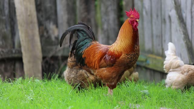 Rooster and chicks in the barn