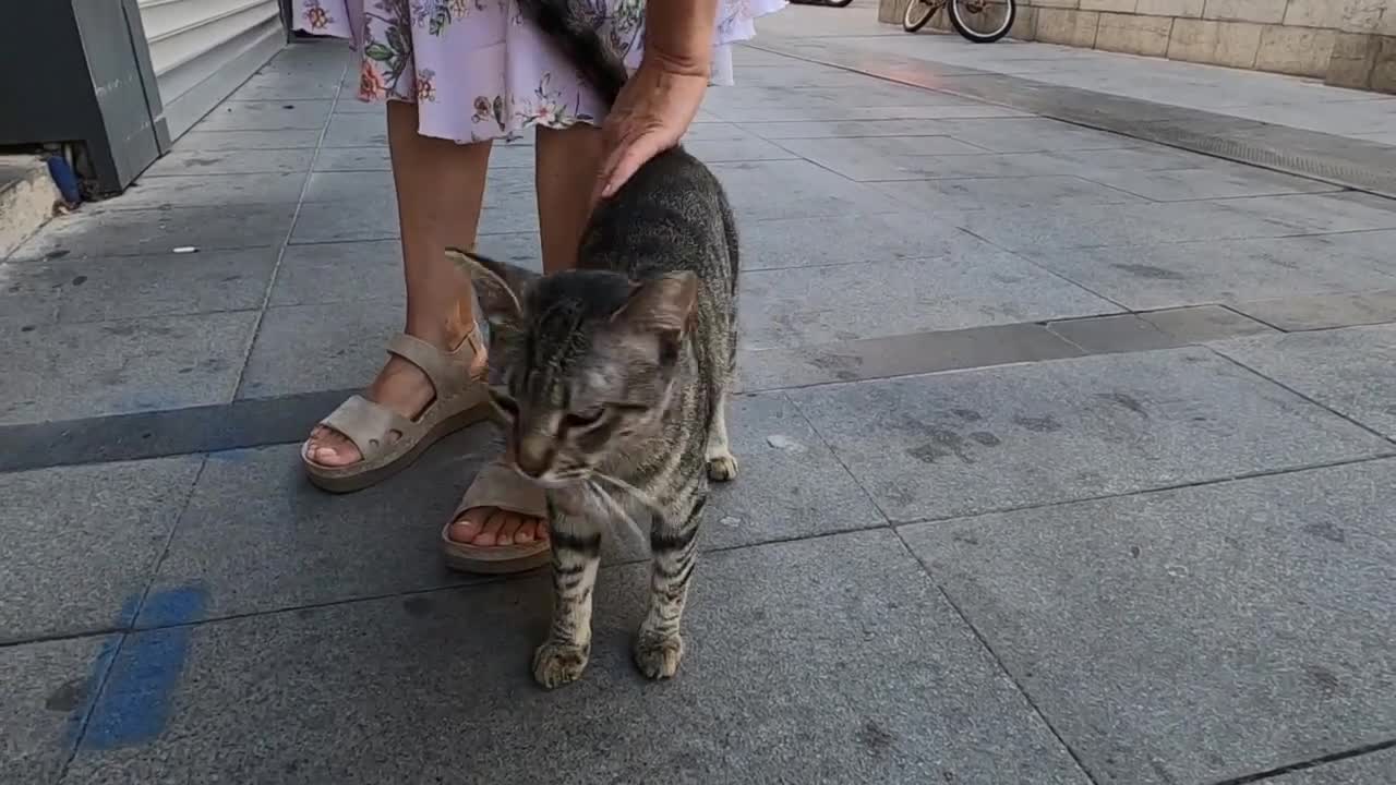 Tabby cat on the street wants food and attention from me