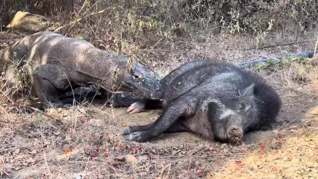 Komodo dragon attacks sleeping pig, dangerous sight 😱 #attack #animals #fight #danerous