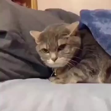 Funny 🐈 good morning