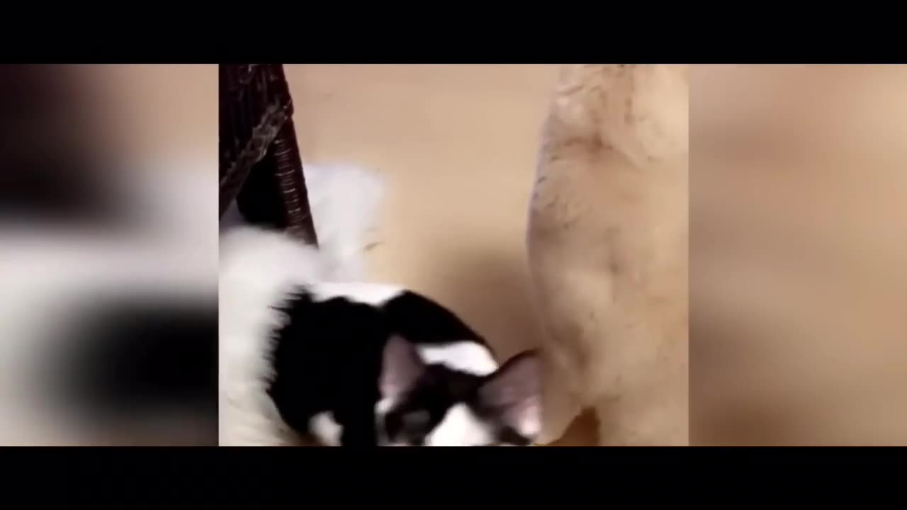 Funny cat video