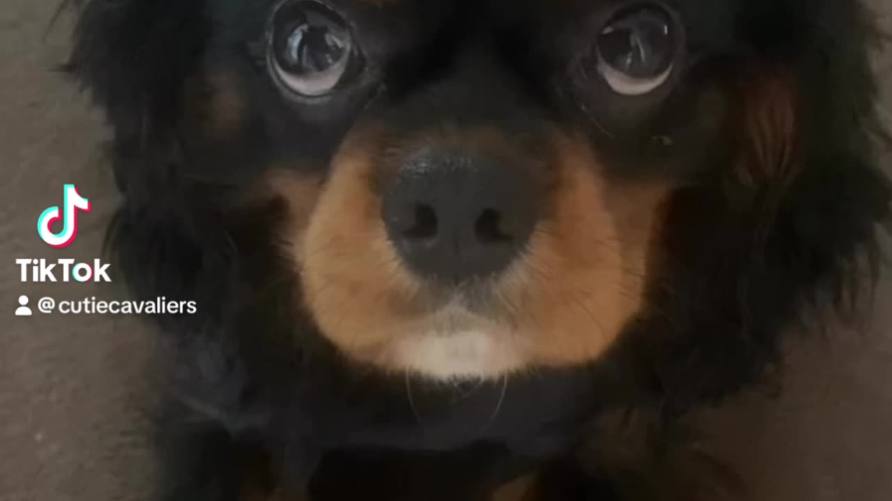 Cutie Cavaliers