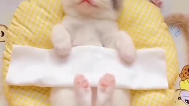 Do you want to own these cute little kittens🥰🥰🥰🥰💕💕❤️