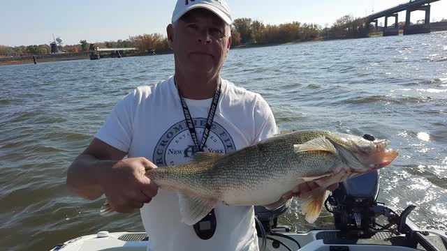 Fat Mississippi River Fall 2022 Walleye