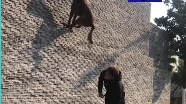 Belgian dog jumps an extremely high wall