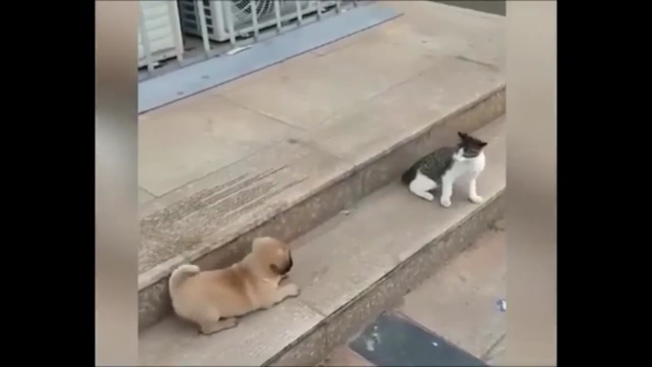 Dog Vs Cat Funny Video