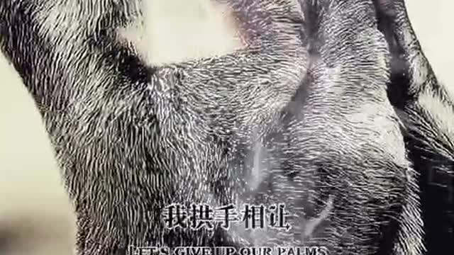 Civet cats