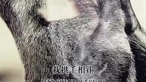 Civet cats