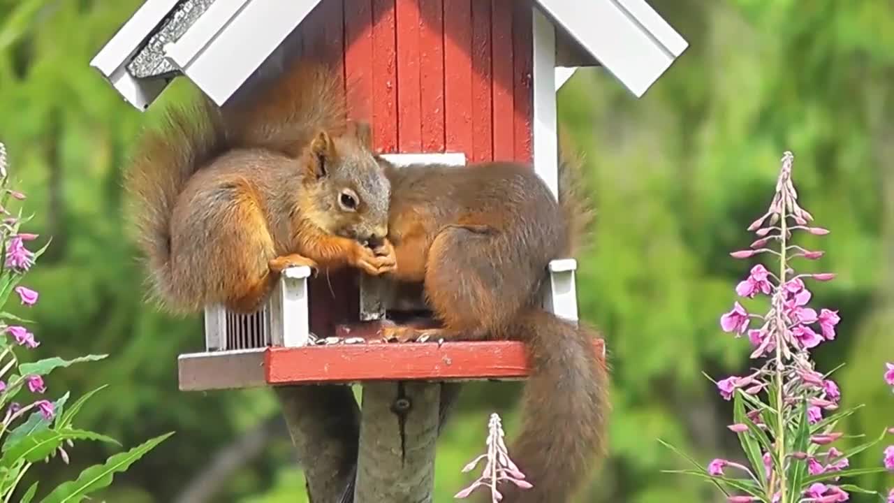 Esquilo e suas características/animais