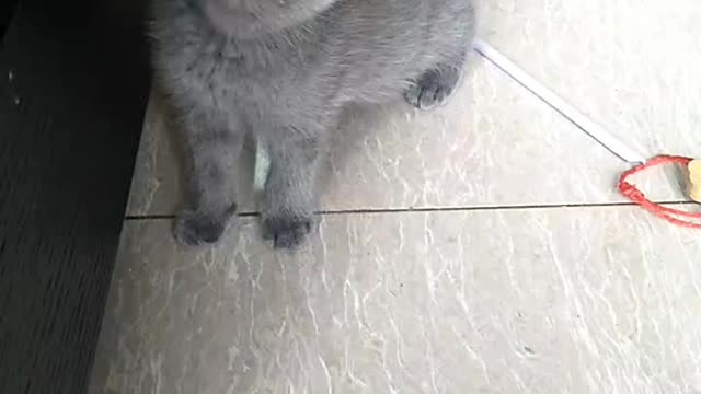 grey guy and her buddy is looking at her too