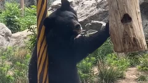 The black bear