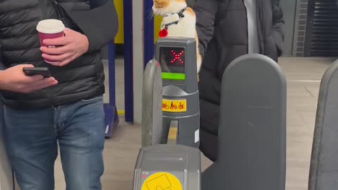 Stevenage Station Cat