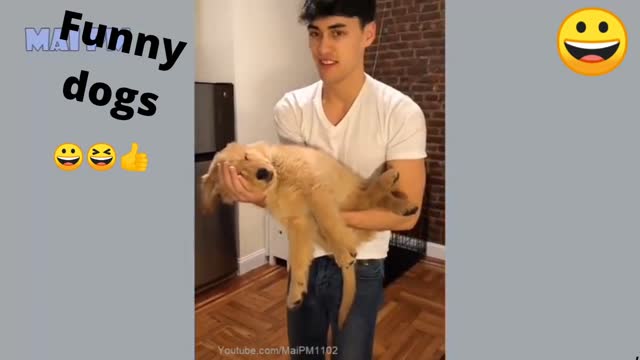 Dog funny 😆 moments pta--1 video