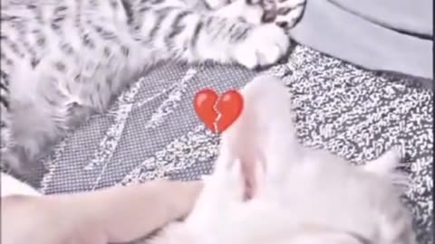 Cute cat feeling emotional