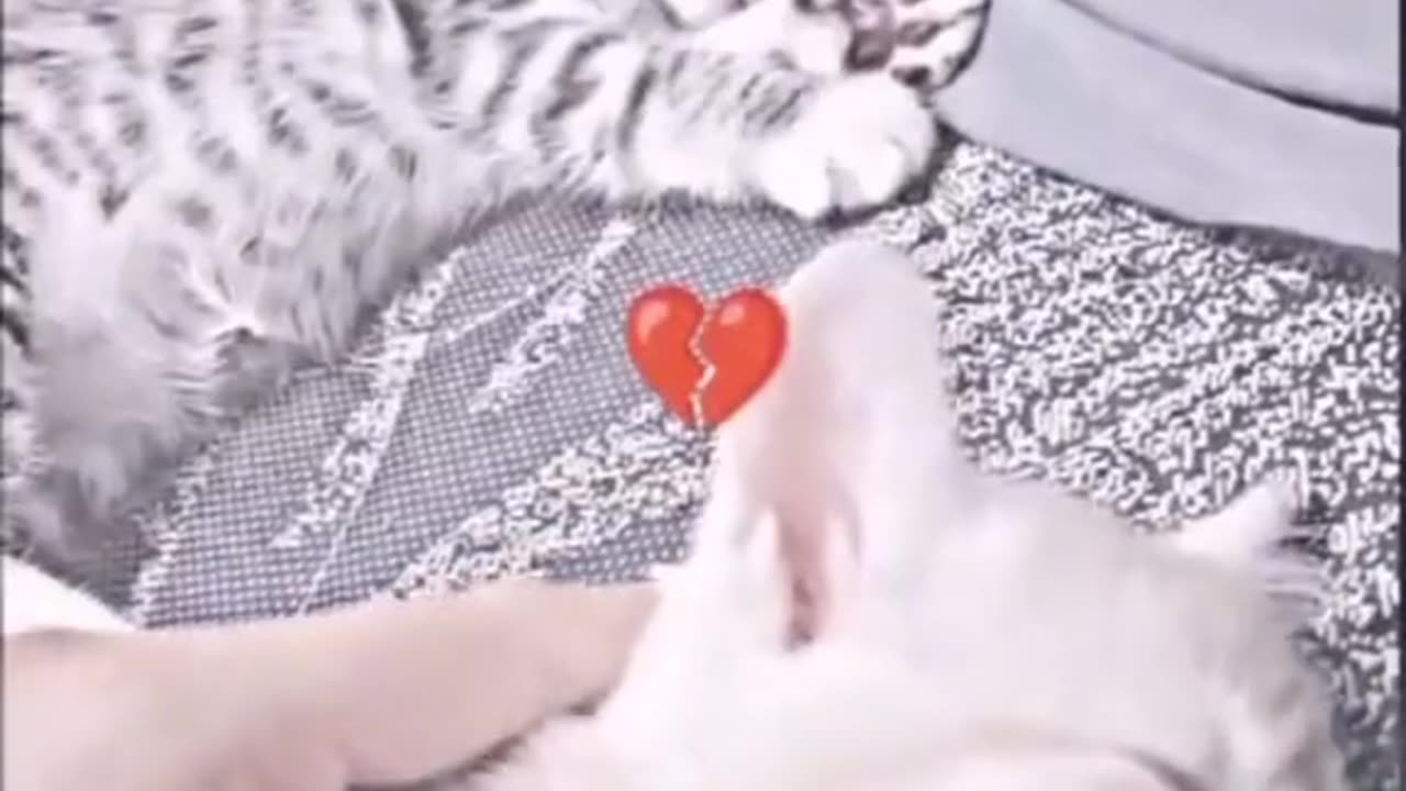 Cute cat feeling emotional