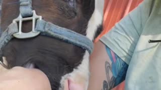 Cute Baby Cow Nibbles on Owner's Arm