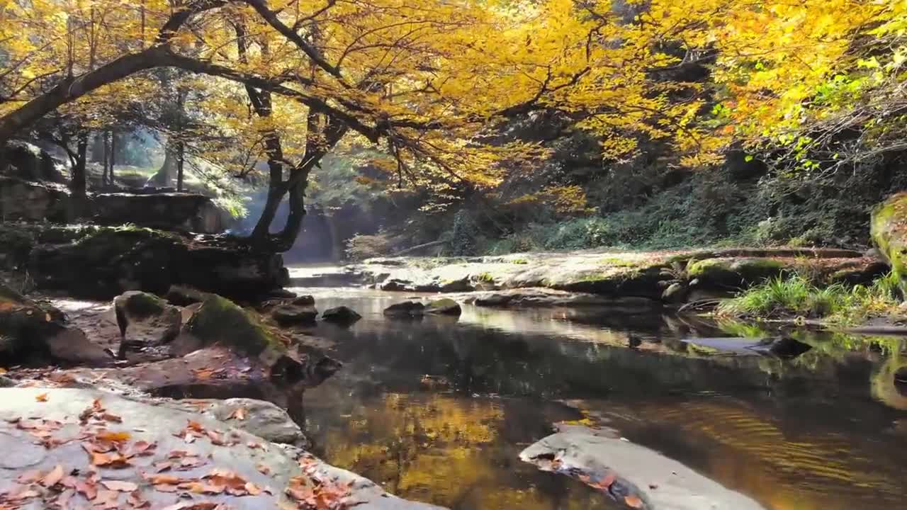 Enchanting Autumn Forests with Beautiful Piano Music