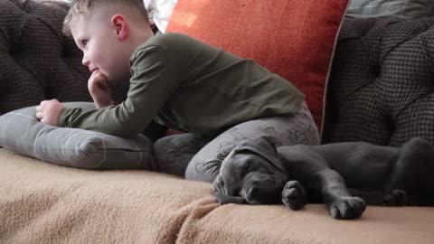 CANE CORSO PUPPY! The BEST Things About New Puppies!