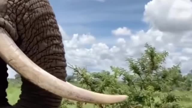 Cutest elephant 🤩🥰