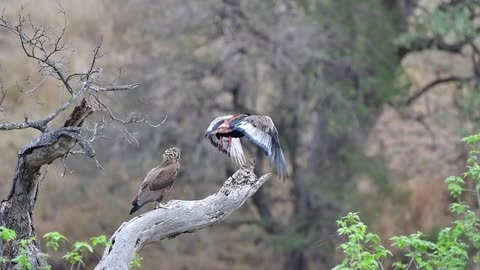 Bateleurs snack eagle teking off in Kruger new