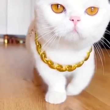 #foryou #viralvideo #cat #beautifulcat #cutecat #meow #catlove #foryoupage
