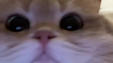Cute and funny cat video.