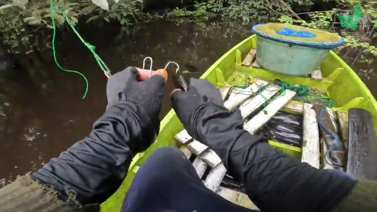 Borneo River Fish in Kalimantan - Amazing