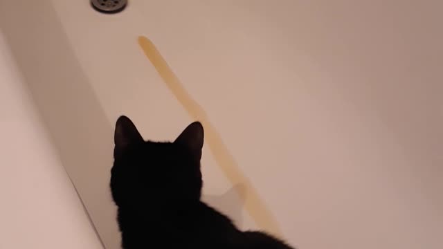 Cat in the bathroom