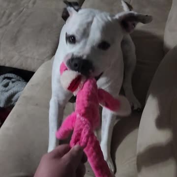 She literally ripped its arm off! 😫