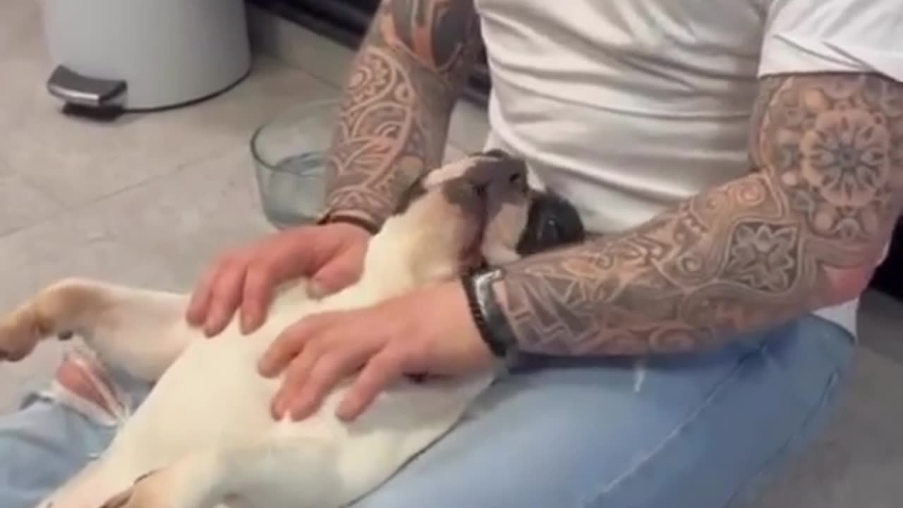 Dogs cute reaction after chiropractic