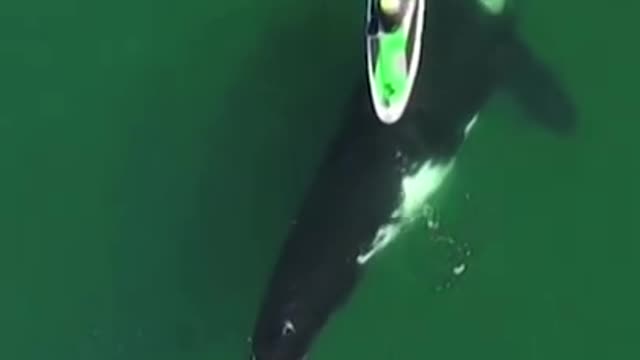 This Kayaker Had a Close Encounter of the Whale Kind #Shorts