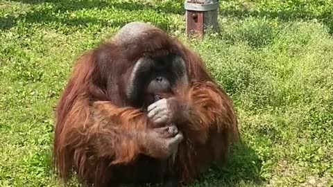 orangutans