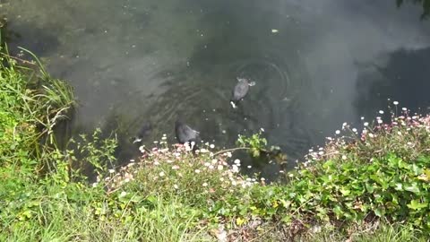 Eurasian Coot Fulica Atra, Chichester Canal, Chichester, West Sussex, PO19 8DT 1