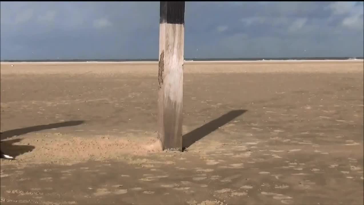 Border Collie shows a funny dog trick