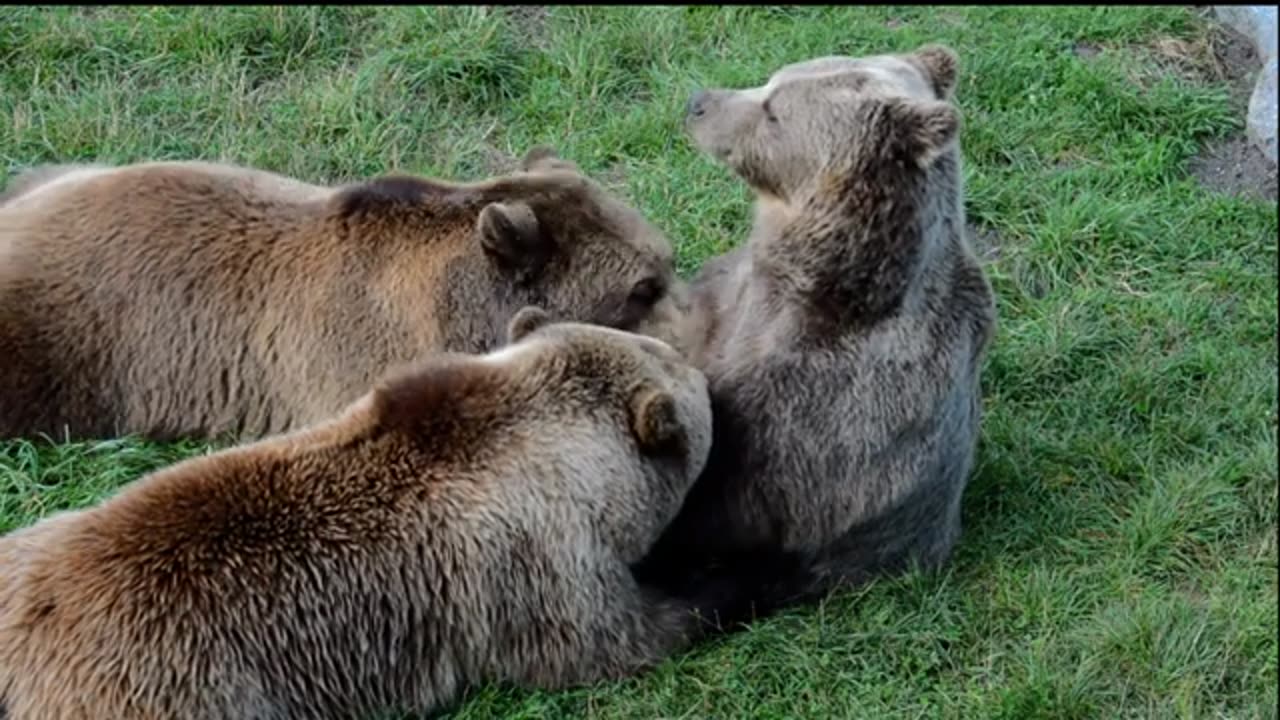 All wild animals in one frame