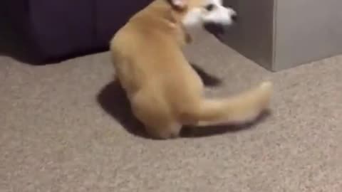 Funny Pets Moment #40