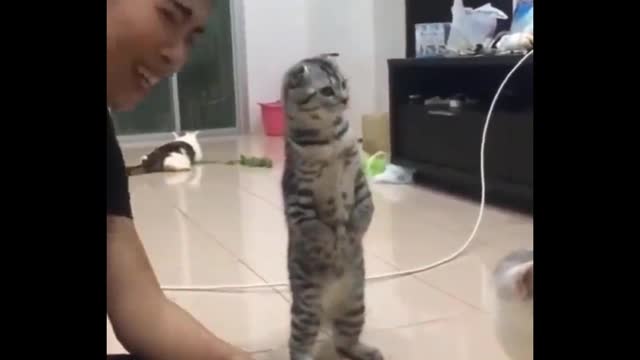 Daily cat video - 9