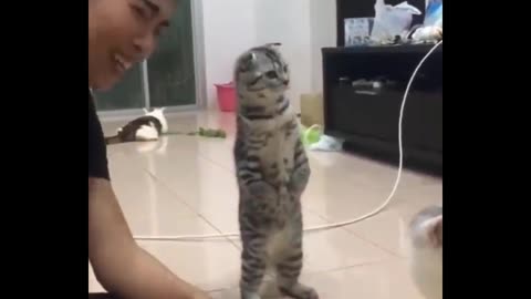 Daily cat video - 9