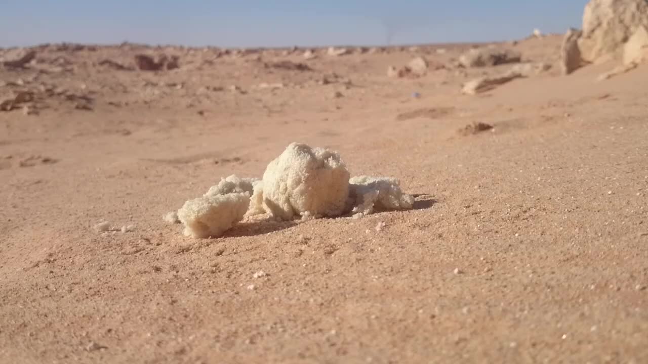 A rare bird in the desert of Algeria