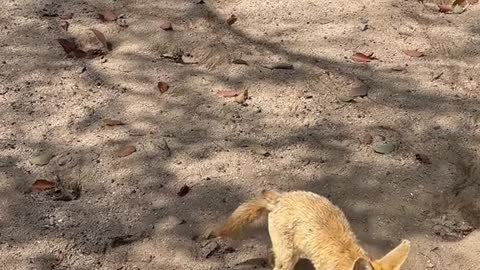 Little fox