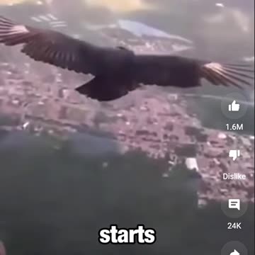 🪂HitchHiker in the Sky!🦅