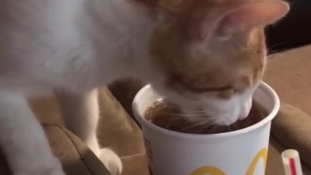 The funniest cat videos on the internet #3