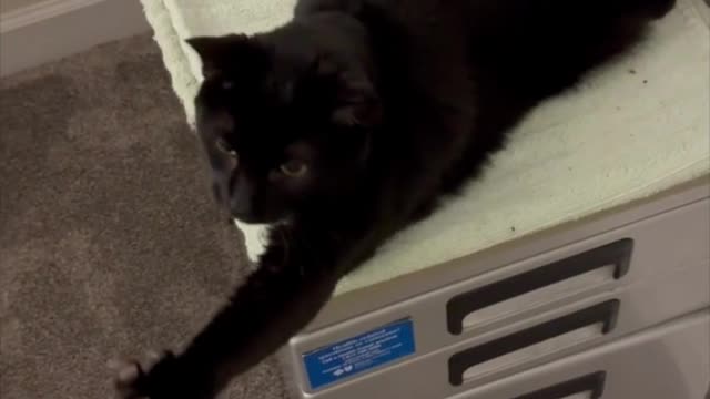 Adopting a Cat from a Shelter Vlog - Cute Precious Piper Yawns and Stretches After a Nap #shorts