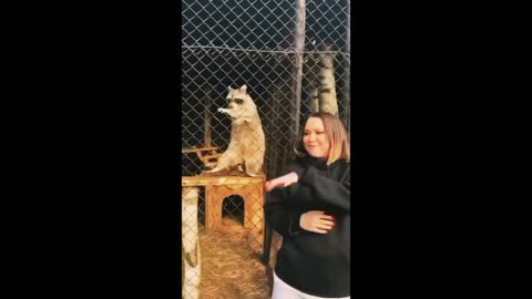 Raccoons dance really well