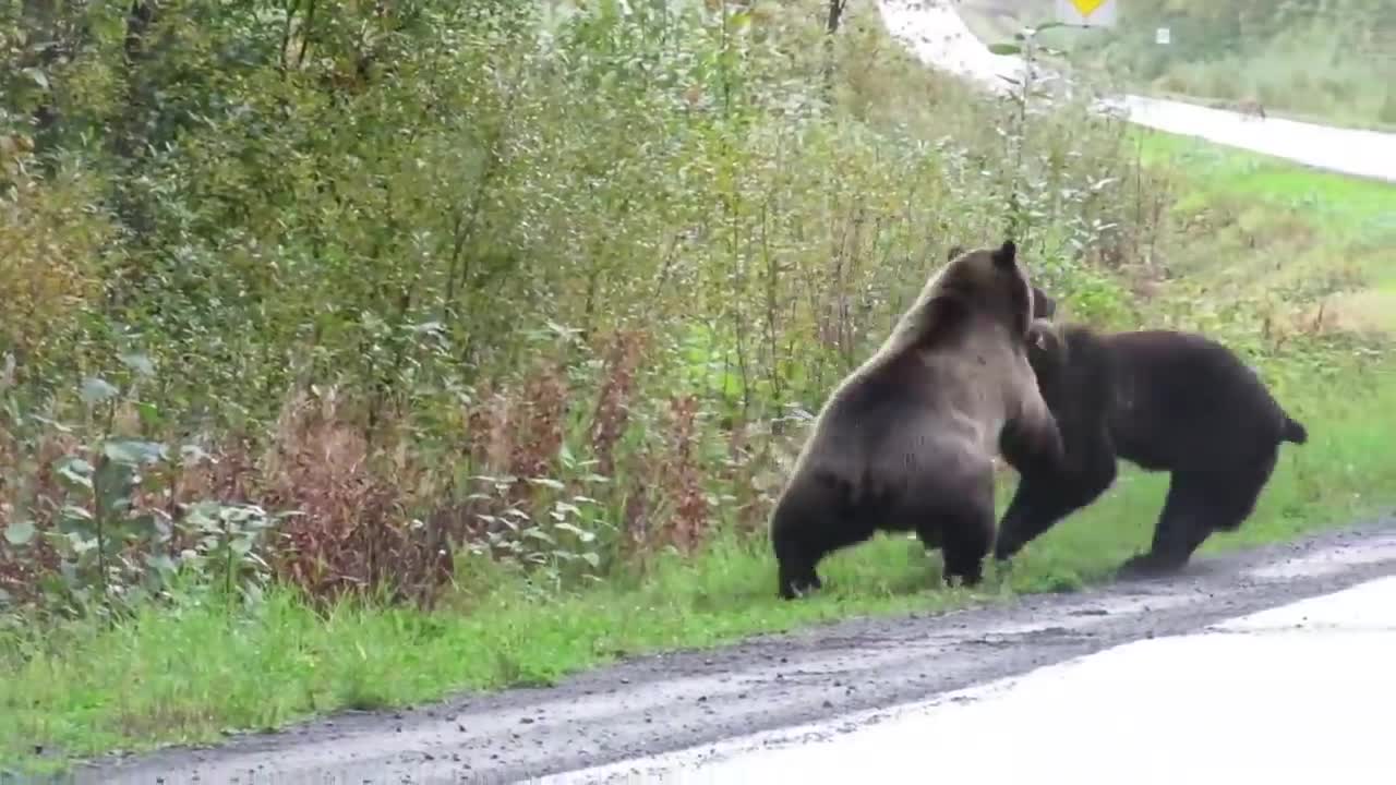 Epic grizzly bear fight!